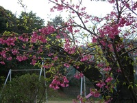 春・春♪
