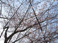 春・春♪