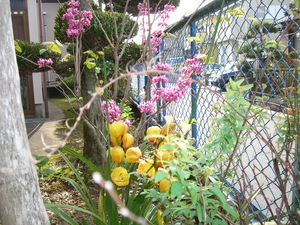庭の花！