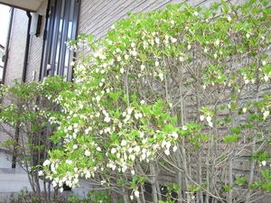 庭の花！