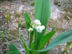庭の花！