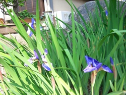 庭の花！