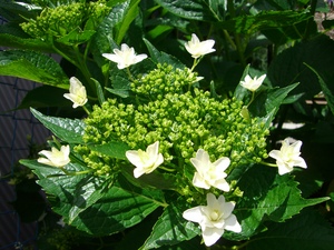 紫陽花！