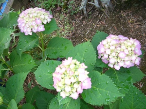 紫陽花！