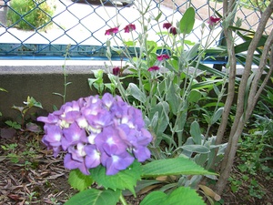 紫陽花！