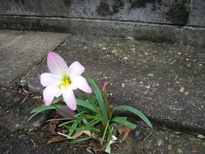 ど根性？