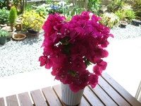 カタクリの花！
