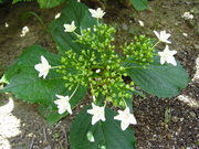 墨田の花火