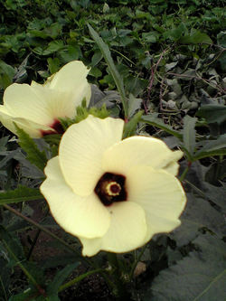 畑の花！