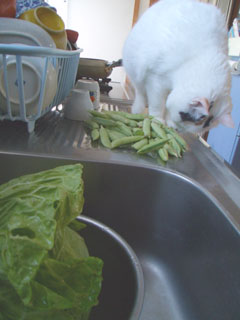 ねこ　えんどう豆とわたし