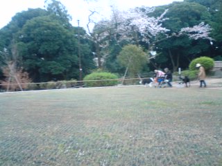 夜桜もええが朝桜もええで。