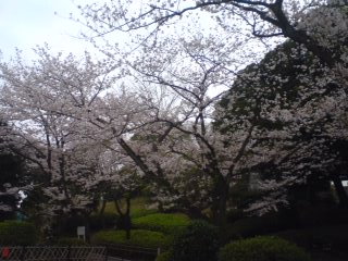 夜桜もええが朝桜もええで。