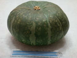 最近は大きいの?