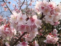 桜と梅 2010/01/31 21:38:56