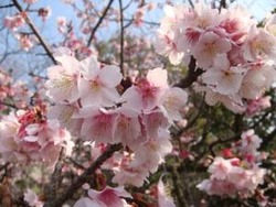 桜と梅