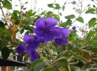 のぼたん 2009/09/10 22:38:23
