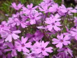 芝桜