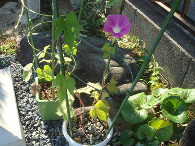 あさがお