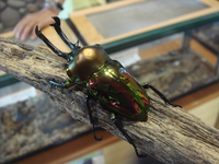 昆虫館 2010/08/22 22:19:40