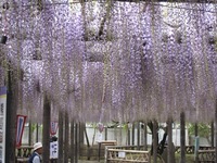 お披露目式