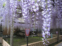 熊野の長藤