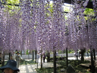 池田の渡船まつり