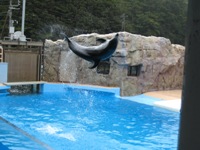 フンボルトペンギン