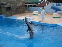フンボルトペンギン