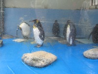 フンボルトペンギン