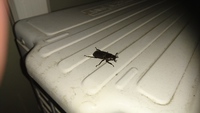 何故か窓に突進してくる甲虫たち 2016/05/23 22:50:11