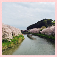 勝間田川 2015/04/04 13:53:35