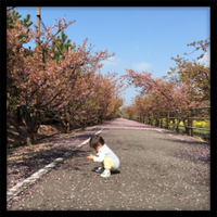 河津桜 2015/03/20 12:57:00