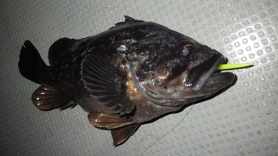 激渋