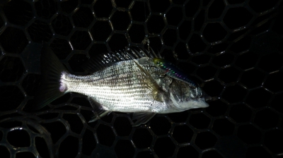 久しぶりの浜名湖