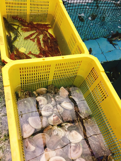本カワハギ、赤足海老、ハゼ入荷