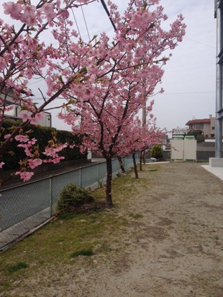 河津桜満開!!!!!!