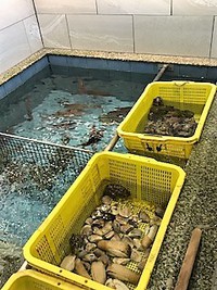 今日の入荷 2017/04/21 10:48:50