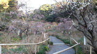 龍尾神社花庭園速報 2014/02/21 08:33:21