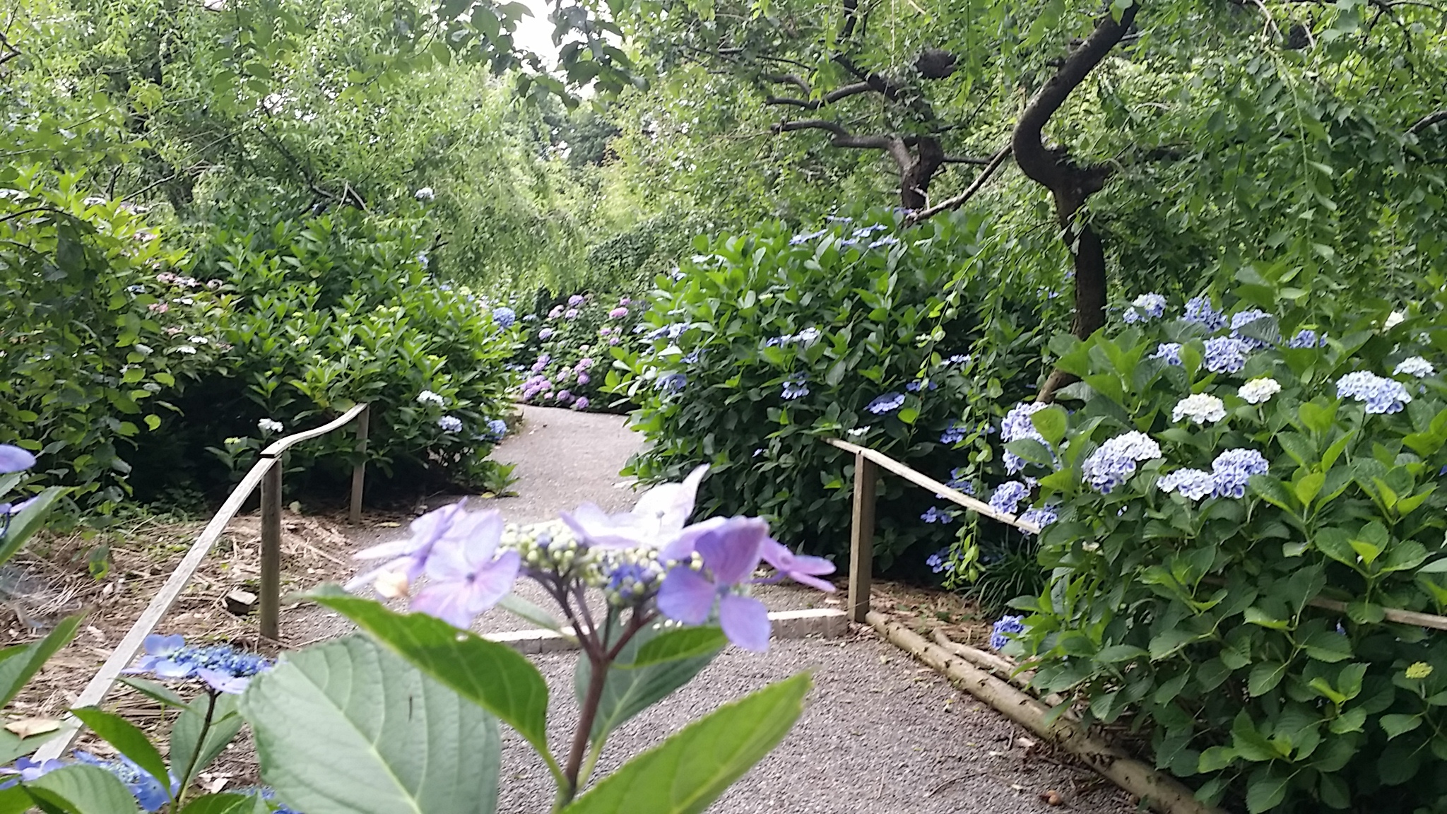 龍尾神社花庭園　紫陽花