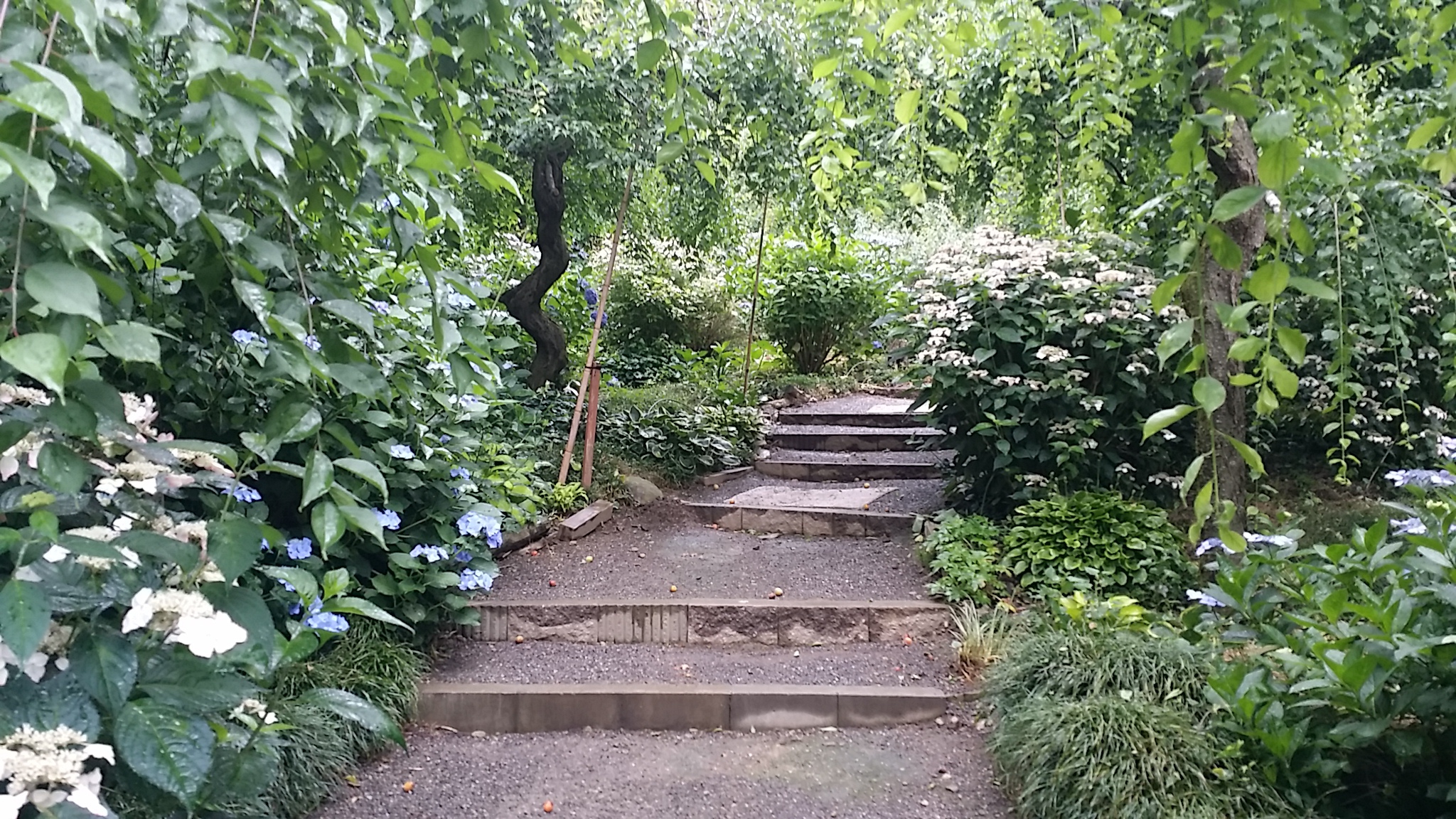 龍尾神社花庭園　紫陽花