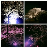 夜桜 2013/03/31 22:46:48