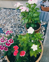 お花