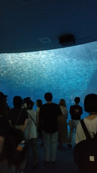 水族館 2022/10/19 13:47:44
