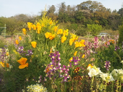 花と緑もケアルームの一部