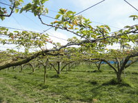 福島に「梨畑作業のお手伝い」に行ってきました 2015/05/28 10:00:00