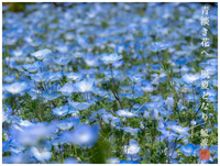 青淡き花へ一風夏どなり