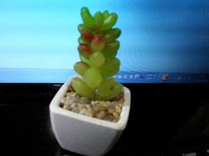 多肉植物