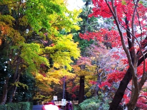 紅葉狩り