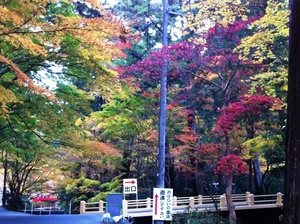 紅葉狩り
