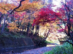 紅葉狩り